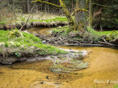 Titelbild: Impressionen aus der Dresdner Heide