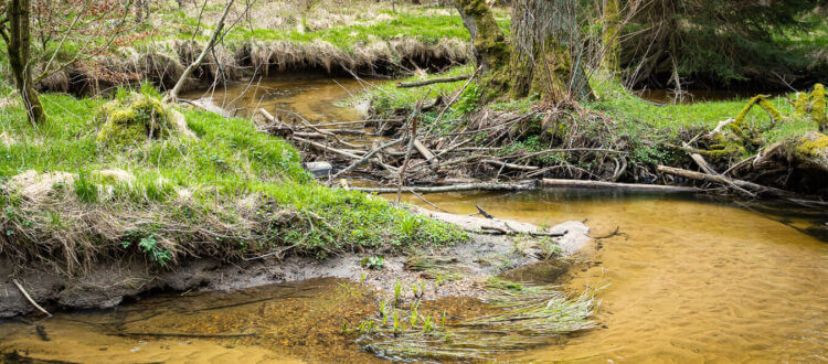 Titelbild: Impressionen aus der Dresdner Heide