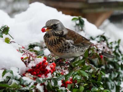 Frohe Weihnachten - Vogel im Schnee