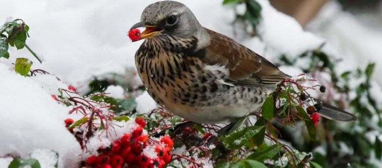 Frohe Weihnachten - Vogel im Schnee