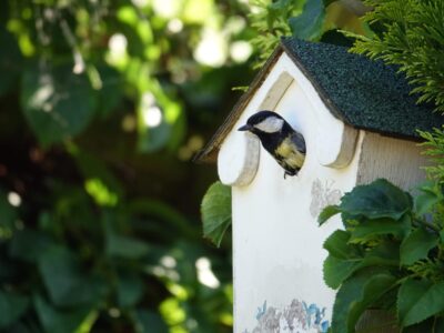 Nistkästen - Ein Vogel schaut heraus