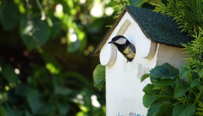 Nistkästen - Ein Vogel schaut heraus