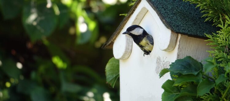 Nistkästen - Ein Vogel schaut heraus