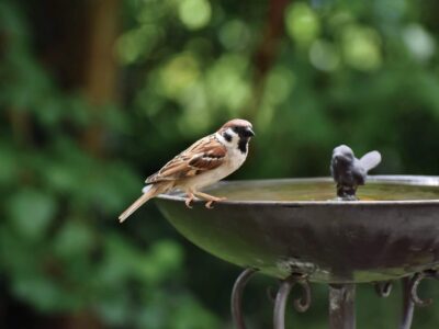 Nahrung und Wasser für Wildvögel