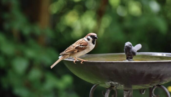 Nahrung und Wasser für Wildvögel