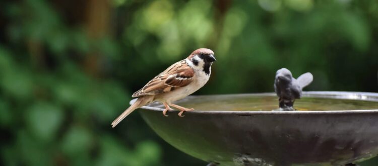 Nahrung und Wasser für Wildvögel